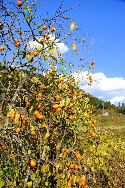 20071118_ibarakitrip_141